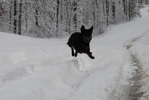 Snow Tracks for ATVs: Winter Mobility